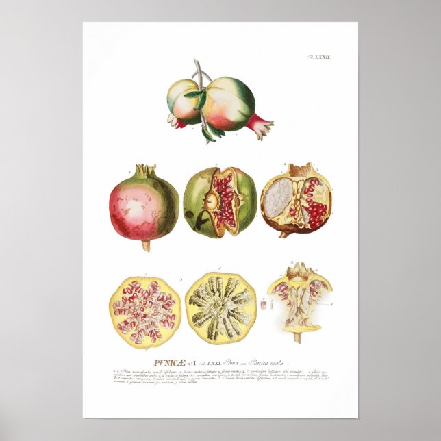 Póster Pomegranato (Frente)