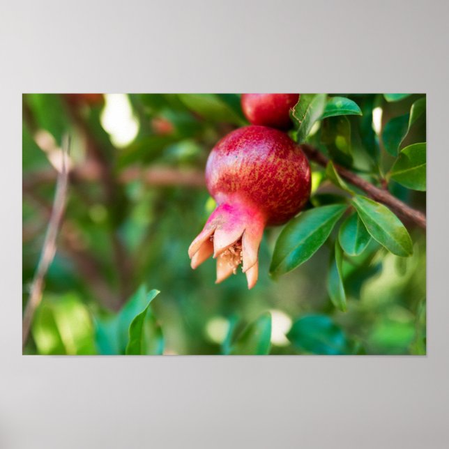 Poster Pomegranato (Frente)
