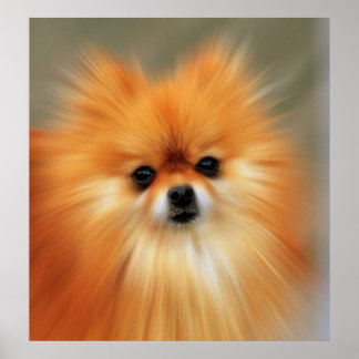 Póster Pomerânia