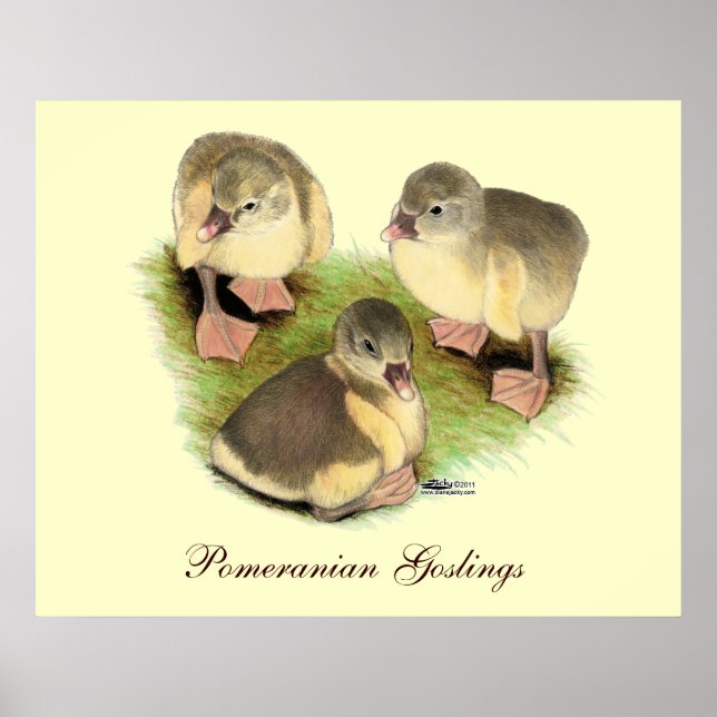 Poster Pomerânia Buff Goslings (Frente)