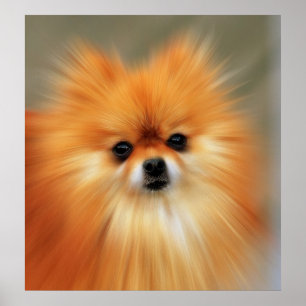 Póster Pomeranian