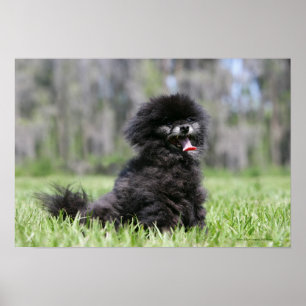 Póster Pomeranian superior preto
