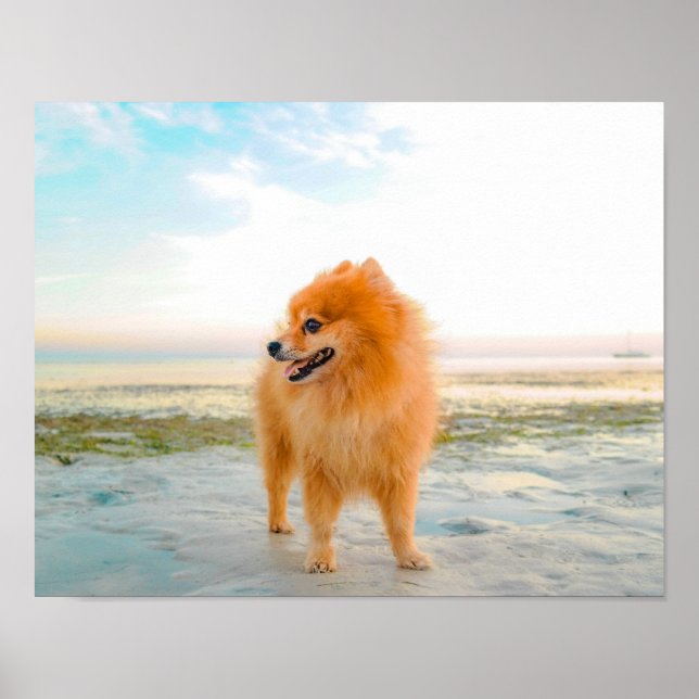 Poster Pomeraniano Laranja-Cute em Areia na Praia (Frente)