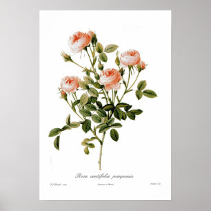 Póster Pomponia do centifolia de Rosa