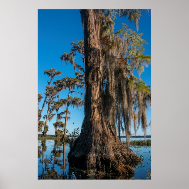 Poster Pond Cypress Tree em um Swamp (Frente)