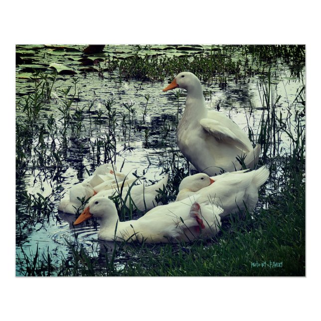 Póster Pond Ducks (Frente)