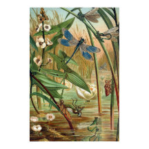 Pond Life