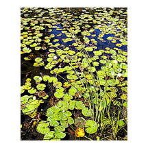 Pond Lily Pads e Reeds Fotográficos