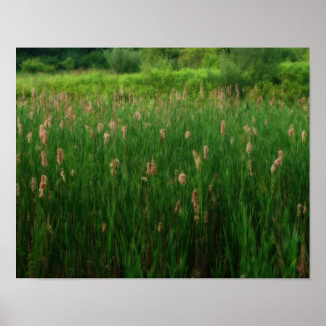 Poster Pond Of Fluffy Cattails Orton Effect Art (Frente)