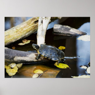 Póster Pond slider turtle in the wild