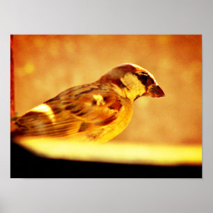 Poster Pondering Sparrow