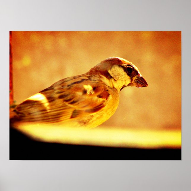Poster Pondering Sparrow (Frente)