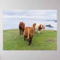 Pône Shetland em Pastagem Perto de Falésias Altas