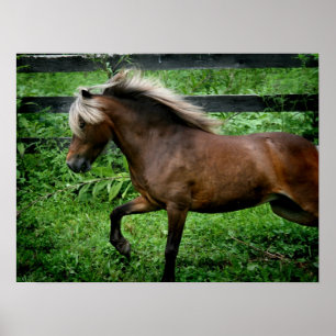 Póster Pônei de Shetland