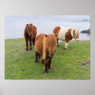 Póster Pônei de Shetland no pasto perto dos penhascos