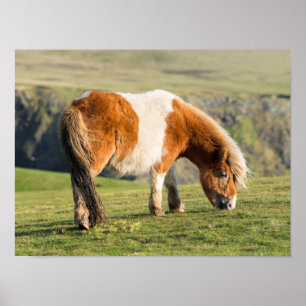 Póster Pônei de Shetland no pasto perto dos penhascos