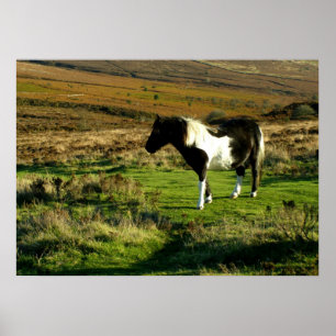 Poster Pônei em Dartmoor
