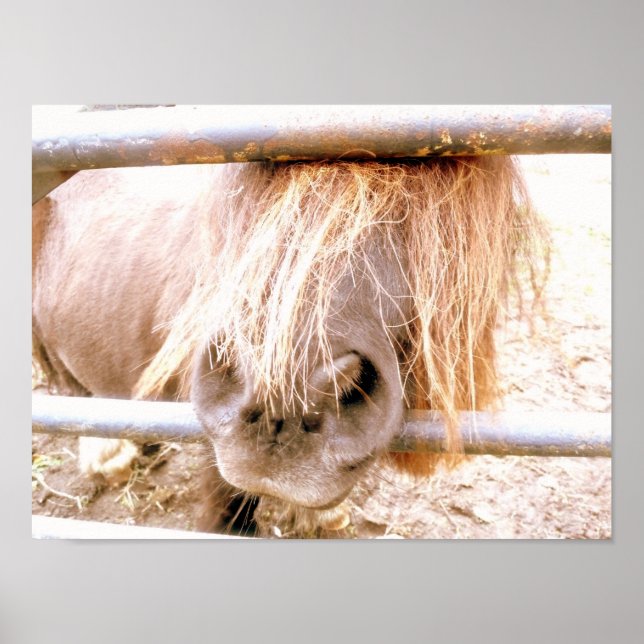 Poster Pônei Malandro (Frente)