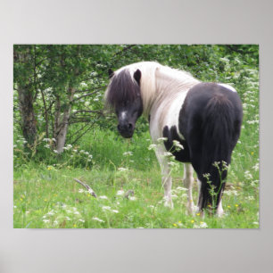 Poster Pônei Pintado de Preto e Branco em Grama e Flores