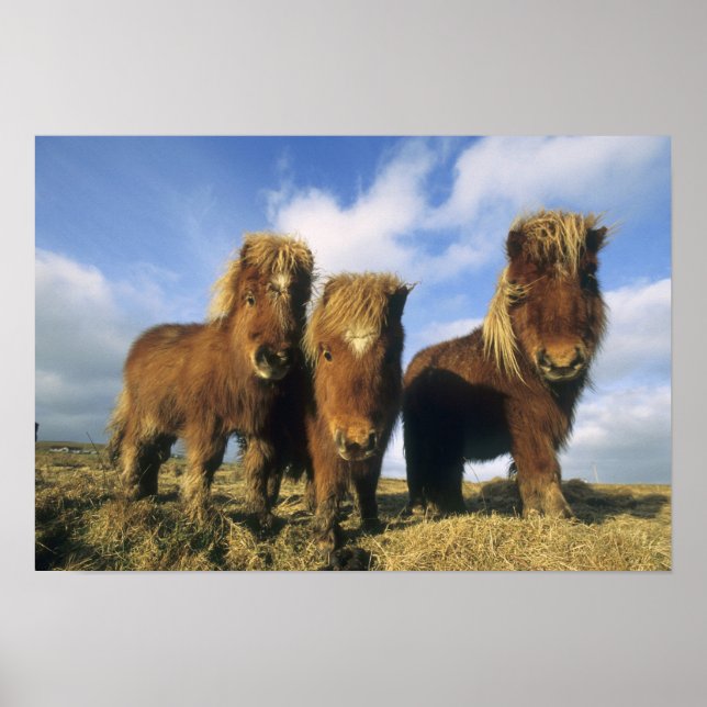 Póster Pônei Shetland, parte continental das Ilhas Shetla (Frente)