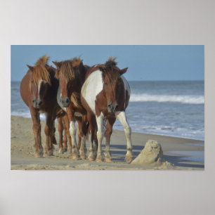 Póster Pôneis Selvagens de Chincoteague, Praia da Ilha As