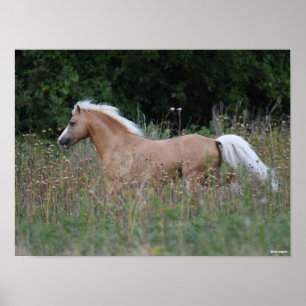 Poster Pôneo Palomino Welsh Correndo Em Grama Longa