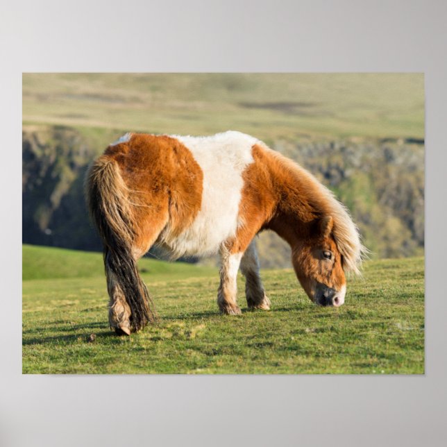 Póster Pôneo Shetland Em Pastagem Perto De Altos Clipes (Frente)