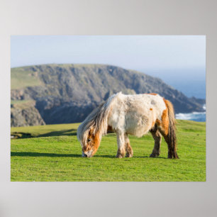 Poster Pôneo Shetland na Pastura perto de saltos altos
