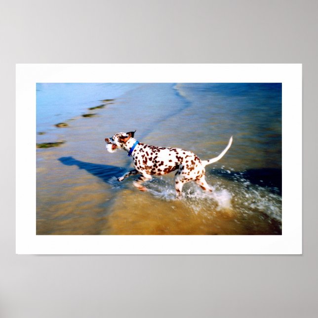 POSTER PONHA O CACHORRO DALMATIAN (Frente)