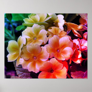 Poster Ponta de Cor das Flores de Primrose Amarela