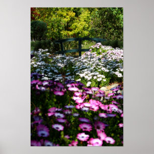 Poster "Ponte floral", margaridas africanas