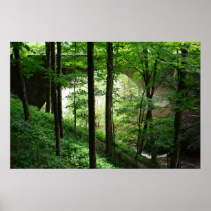 Poster Ponte Letchworth Floresta Verde 36" x 24"