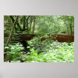 Póster Ponte Muir Woods I