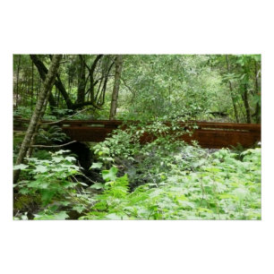 Póster Ponte Muir Woods I