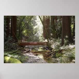 Póster Ponte Muir Woods II