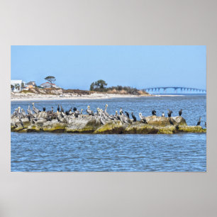 Poster Ponte Pelicans and Cormorants e Dauphin Island