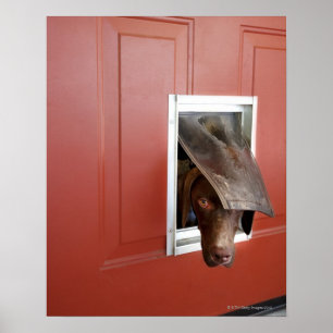 Póster Ponteiro alemão que olha fora, através do