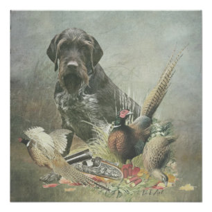 Póster Ponteiro alemão Wirehaired