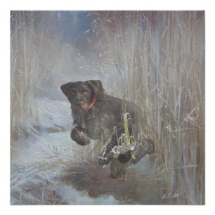 Póster Ponteiro alemão Wirehaired