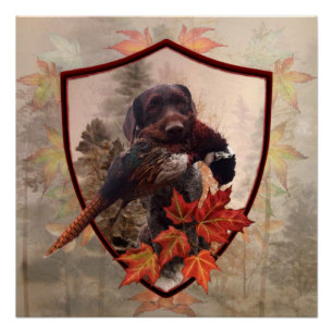 Póster Ponteiro Alemão Wirehaired com faisão na caça