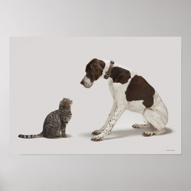 Póster Ponteiro olhando para o gato (Frente)