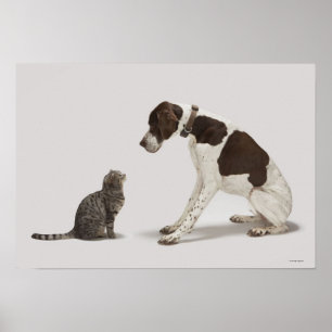 Póster Ponteiro que olha para baixo no gato
