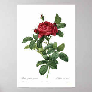 Poster Pontiana do gallica de Rosa