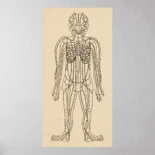 Póster Pontos meridianos dos caminhos da acupunctura do