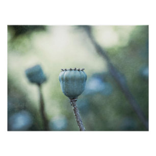 Póster Pontuação de papoila oriental em um jardim escuro