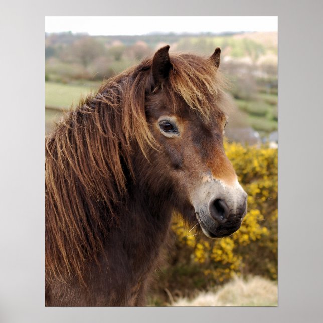 Poster Pony Exmoor (Frente)