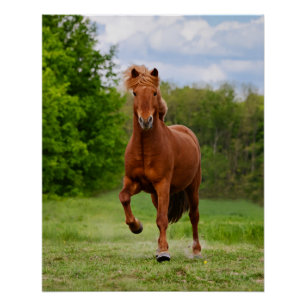 Póster Pony islandês em uma Tölt Funny Photo Horse Lovers