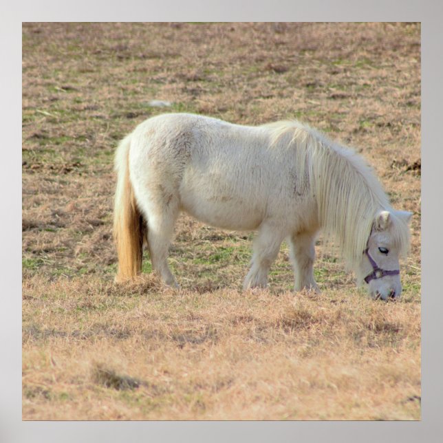 Poster Pony Photo (Frente)