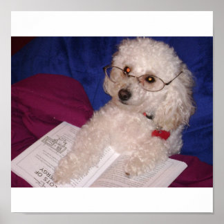 Póster Poodle