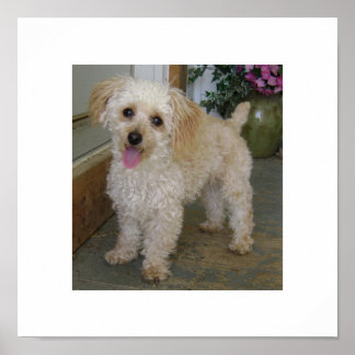 Póster poodle